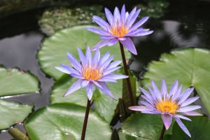 waterlily, lotus blooming in the tropical garden